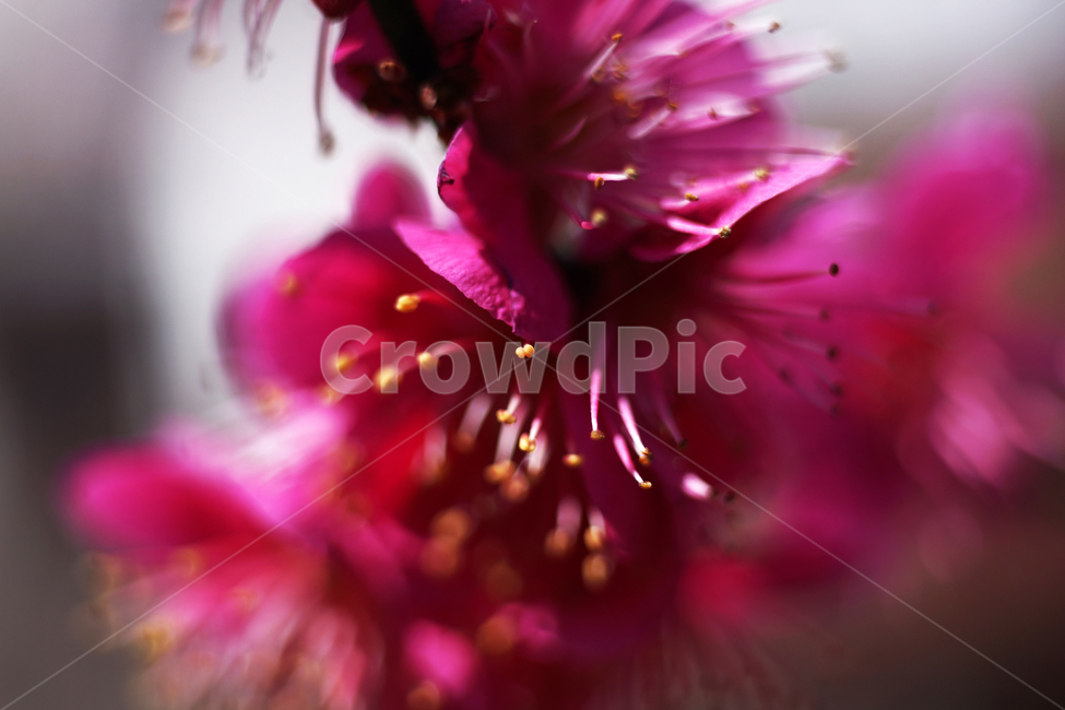 홍매화,매화,홍매,꽃,봄,계절,붉은빛매화,식물,자연,plants,nature,꽃,flower