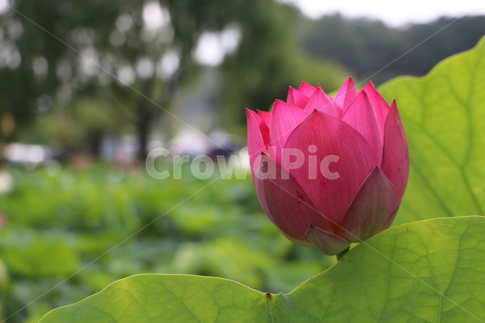 홍련,연꽃,부여,궁남지,여름,축제,불교,근접촬영,농업,식물,lotus,식물,자연,plants,nature,꽃,flower