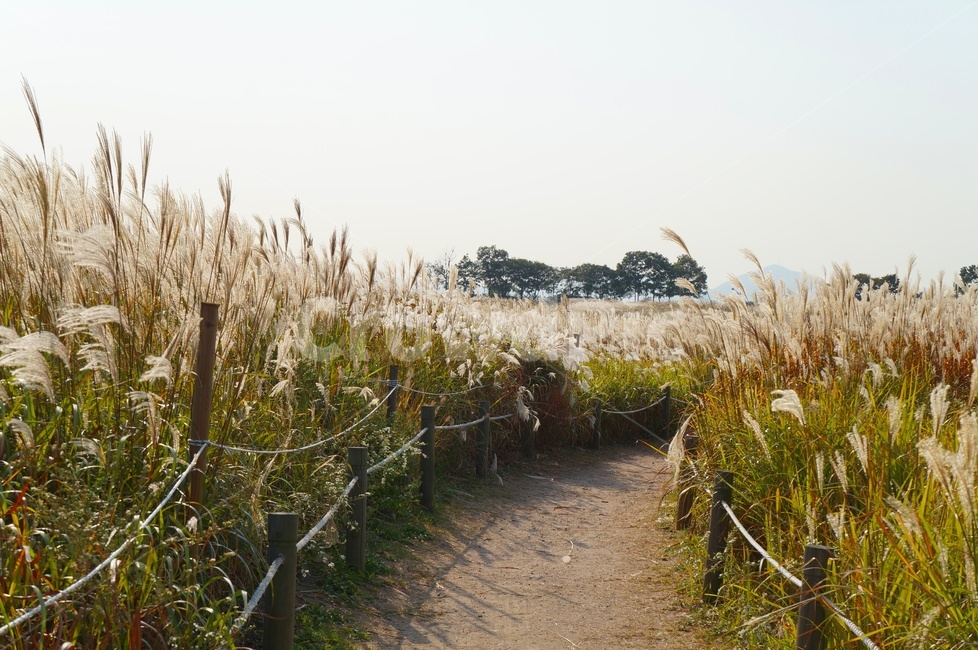 억새,갈대,가을풍경,하늘공원,가을,은빛물결,가을정취,데이트코스,산책길,가을,계절,fall,autumn,season,자연,풍경,nature,landscape,outdoors,옥외
