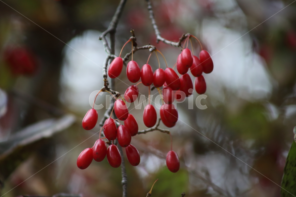 산수유,열매,빨강,가을,japanesecorneliancherry,식물,자연,plants,nature,과일,열매,fruit