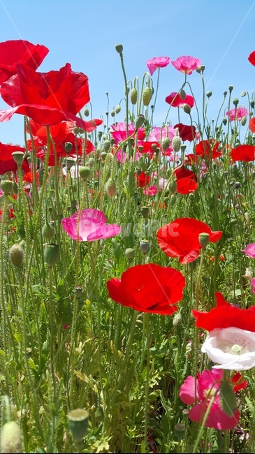 꽃,꽃밭,봄,flower,spring,식물,자연,plants,nature,꽃,flower