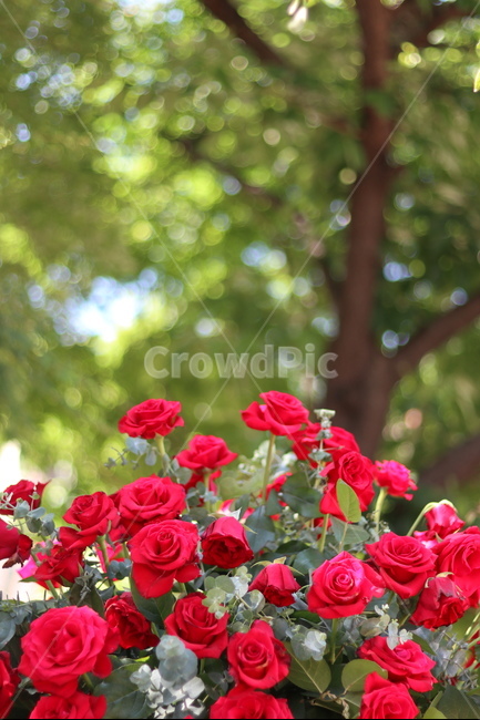 장미,5월,풍경,빨강,꽃,식물,자연,plants,nature,꽃,flower