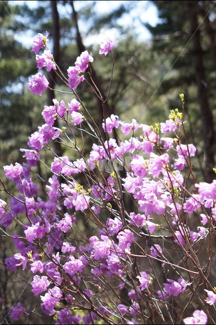 진달래,핑크,분홍,4월,식용,봄,빛,산,봄,계절,spring,season,식물,자연,plants,nature,꽃,flower,plant,blossom