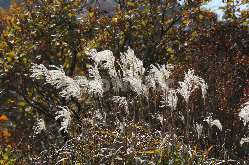 가을,억새,유명산,억새풀,가을억새,가을,계절,fall,autumn,season,grass,잔디,plant,식물,lawn,reed,갈대