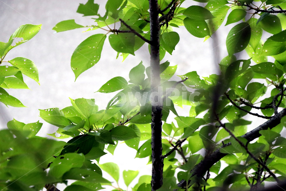 자연,나무,leaf,잎,plant,식물,활기찬,희망,lively,hope,nature,tree,식물,자연,plants,nature