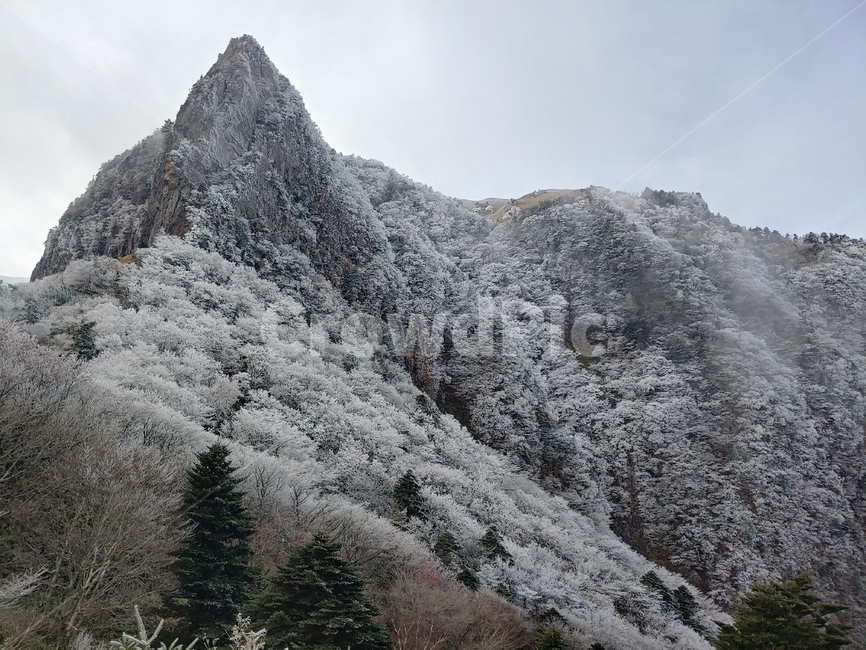 한라산,삼각봉,관음사삼각봉,한라산설경,漢拏山,겨울,계절,winter,season,자연,풍경,nature,landscape,tree,나무,plant,식물,fir,전나무,outdoors,옥외
