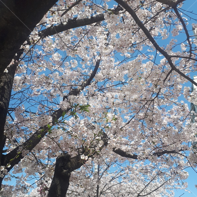 벚꽃,나무,하늘,봄,꽃