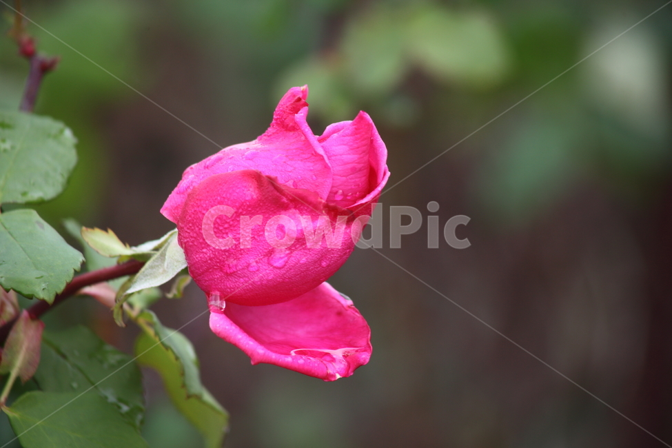 장미,꽃,식물,정원수,rose