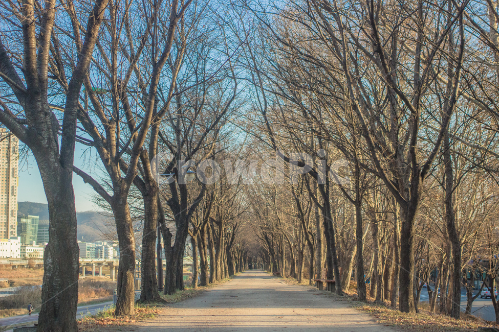 나무,tree,도로,안양천,강가,천,자연,풍경,nature,landscape