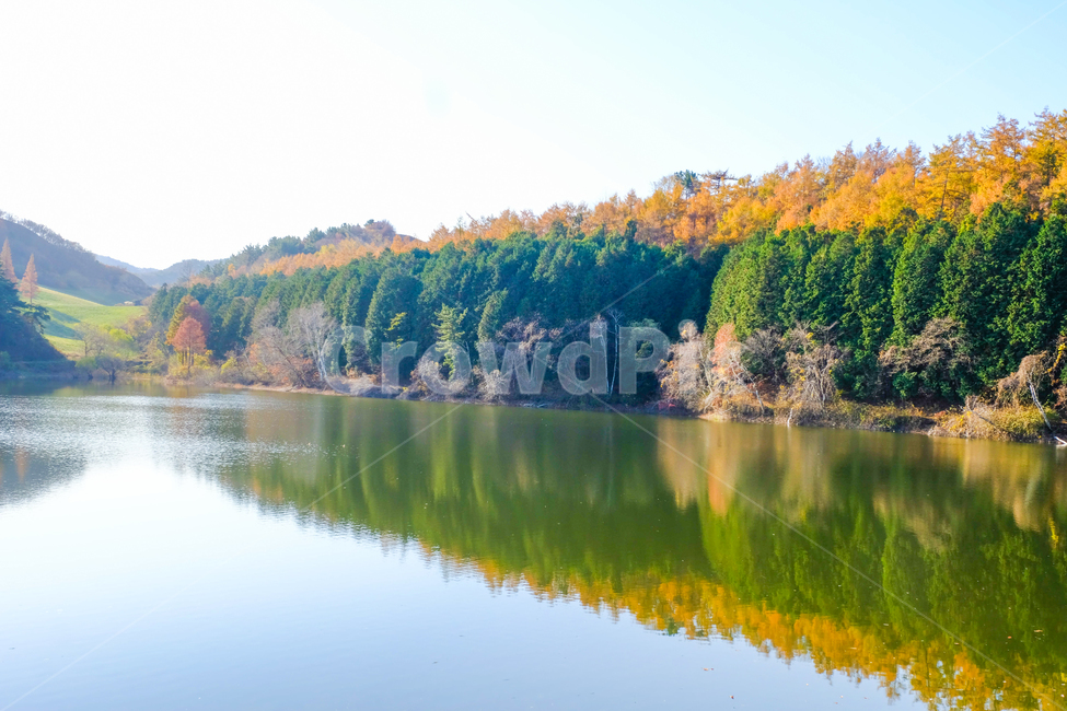 가을,나무,반영,햇빛,산,가을,계절,fall,autumn,season,자연,풍경,nature,landscape,water,물,outdoors,옥외,plant,식물,tree,fir,전나무