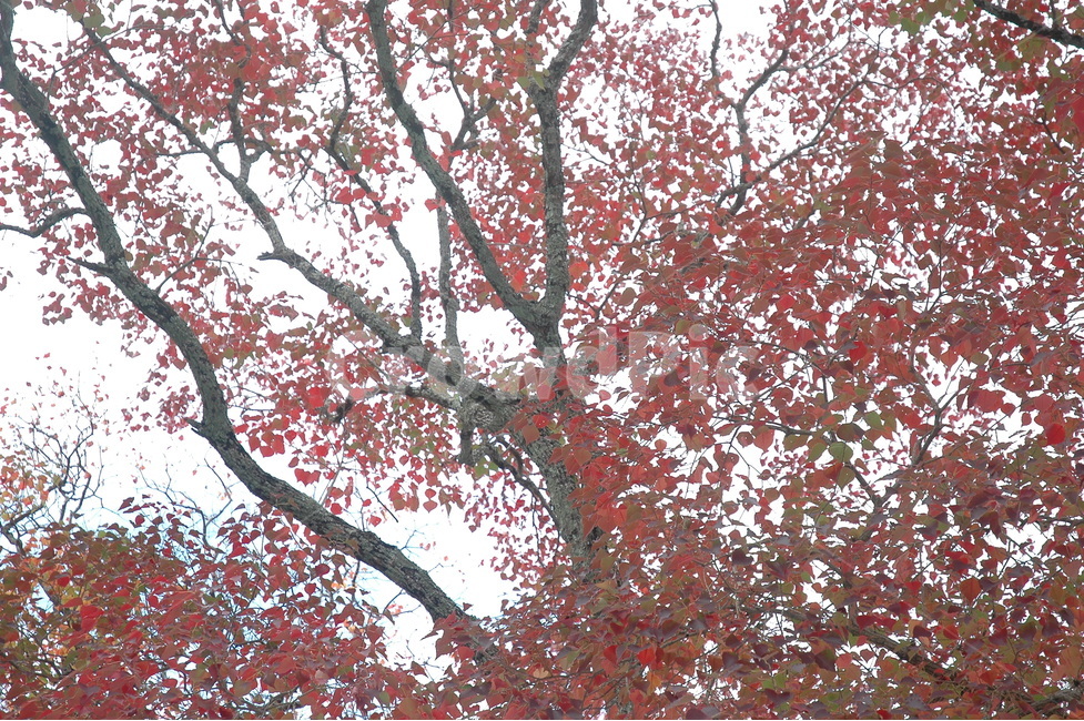 자연,단풍,가을,나무,힐링,가을,계절,fall,autumn,season,식물,자연,plants,nature,나무,trees,wood,plant,tree