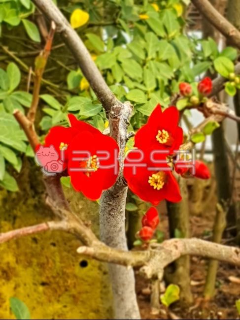 spring flowers,petal,flower