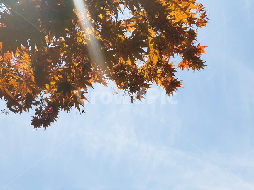 가을,낙옆,낙엽,단풍,단풍나무,가을,계절,fall,autumn,season,plant,식물,leaf,잎,tree,나무,maple