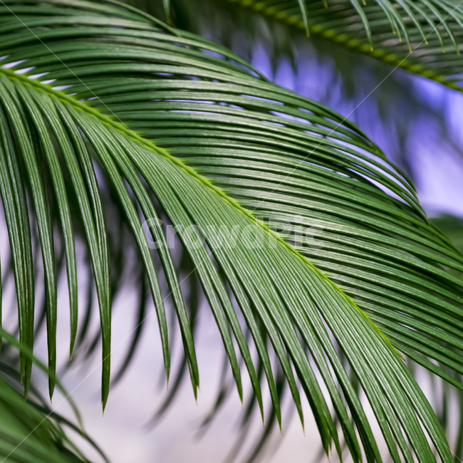 plant,식물,tree,나무,패턴,배경,선,초록,그린