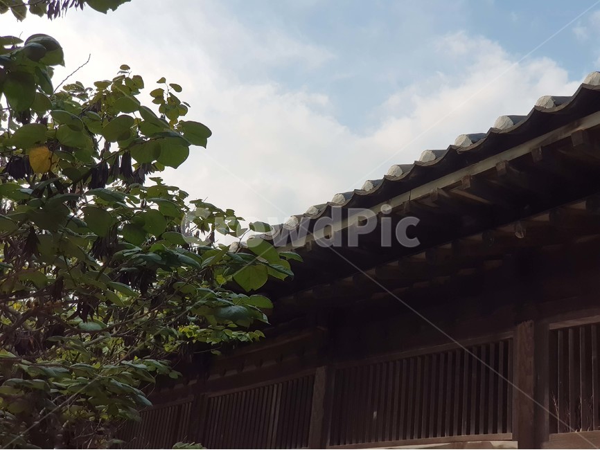 하늘,한국민속촌,한국전통가옥,나무,풍경,맑은날,자연,sky,FolkVillage,Atraditionalhouse,korea,tree,scenery,sunnyday,nature,한국전통,한국문화,korean traditional,korean culture,건축물,건물외관,exterior,building,structure,architecture,construction