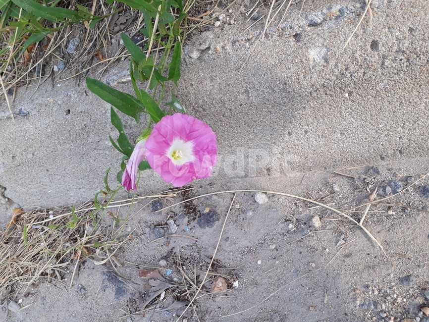 나팔꽃,식물,꽃,분홍색,길가에핀꽃,초록색,morningglory