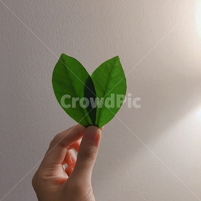 잎,이파리,식물,나뭇잎,구아바잎,구아바나무,초록,손,plant,leaf,식물,자연,plants,nature,사람,인물,인간,human,person,신체일부,몸,body