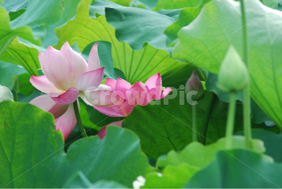관곡지,시흥연꽃테마파크,연술,연꽃,연잎,식물,자연,plants,nature,꽃,flower