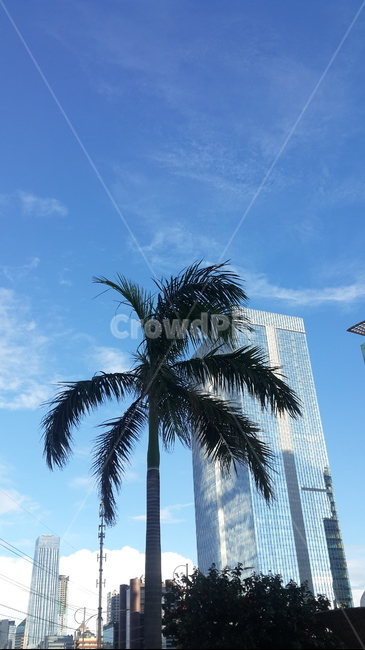 인도네시아,자카르타,하늘,파란하늘,푸른하늘,indonesia,jakarta,sky,blue,bluesky,clearsky,tree,나무,arecaceae,식물,plant,야자수,palmtree,건물,빌딩,고층빌딩