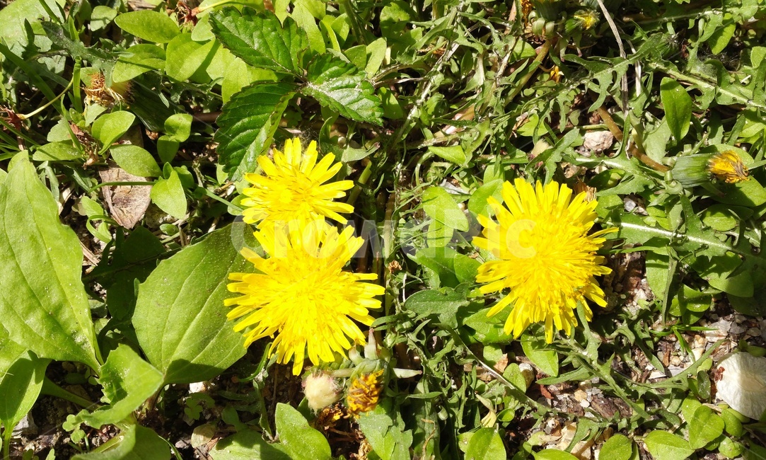 민들레,민들,들레,노란꽃,봄꽃