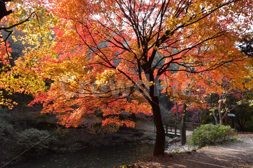 인천대공원,가을,단풍,자연,풍경,비경,붉은단풍,나무,스포츠,산책,nature,느낌,아름다운,다큐,필,계절,디자인,힐링,단풍잎,오색,칼라풀,뷰티플,단풍터널,단풍숲,그림같은,감성,절경,가을색,사람,자연,풍경,nature,landscape,가을,계절,fall,autumn,season,tree,plant,식물,maple,leaf,잎