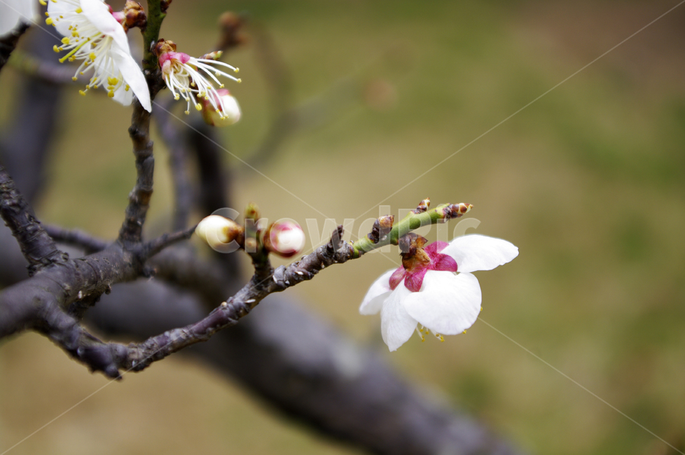 꽃,flower,매화,봄,spring,계절,식물,plant,식물,자연,plants,nature,꽃,flower