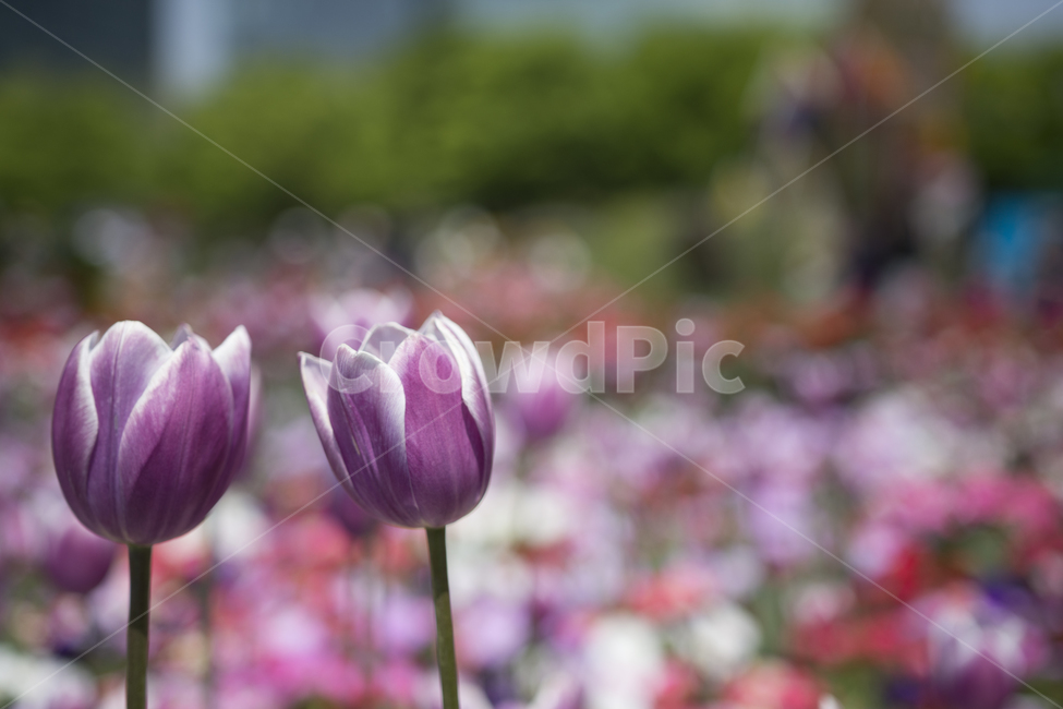 튤립,꽃,분홍색,보라색,핑크,커플,꽃잎,식물,자연,plants,nature,꽃,flower