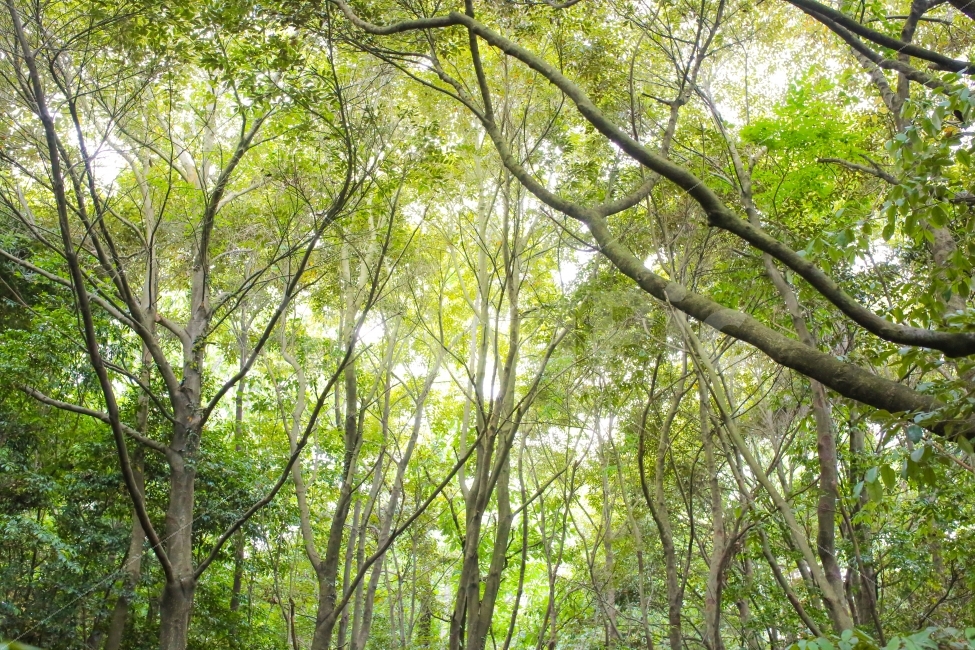자연,풍경,풀잎,풀,제주,제주도,제주여행,힐링,행복,꿈,희망,봄,가을,햇살,하늘,위,잎사귀,nature,leaf,forest,green,jeju,korea,light,design,color,pastel,파스텔,파스텔제주,색감,감성,감성사진,곶자왈,숲,숲속,자연,풍경,nature,landscape,식물,plants,나무,trees,wood,휴식,힐링,rest,relaxation,healing,plant,tree