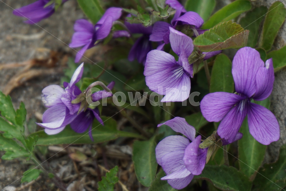 제비곷,보라색,봄,봄꽃,녹색,꽃잎,3월,식물,자연,plants,nature,꽃,flower