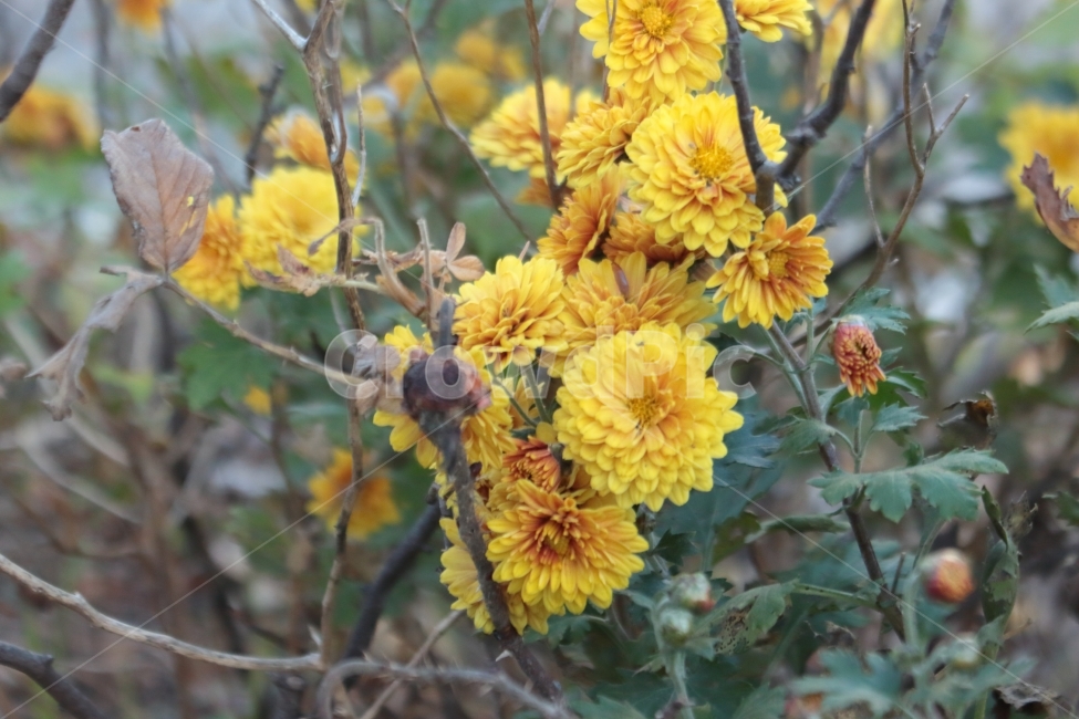 꽃,노란색꽃,노랑,노란,식물,식물,자연,plants,nature,꽃,flower