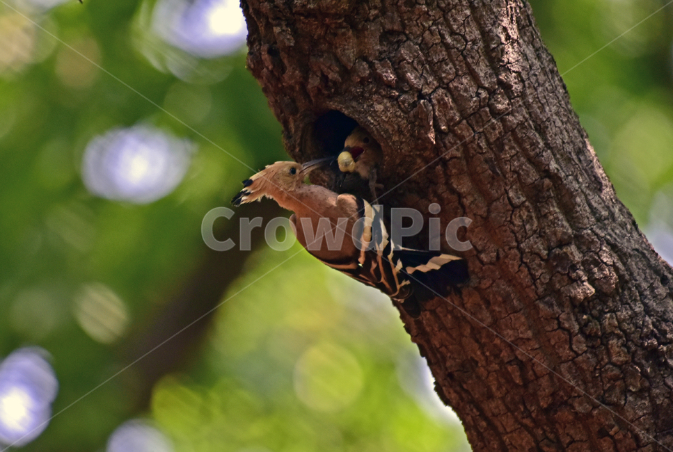 후드티,hoopoe,upupaepops,철새,여름철새,조류,여름새,파도비행,오디새,동물,animal,조류,새,birds