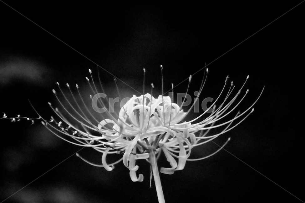 꽃무릇,상사화,꽃,붉은꽃,식물,식물,자연,plants,nature,꽃,flower,흑백,모노톤,monochrome,black and white