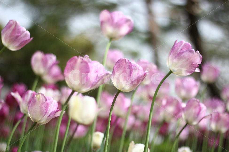 spring,Tulip,flower bud,flower road,flower