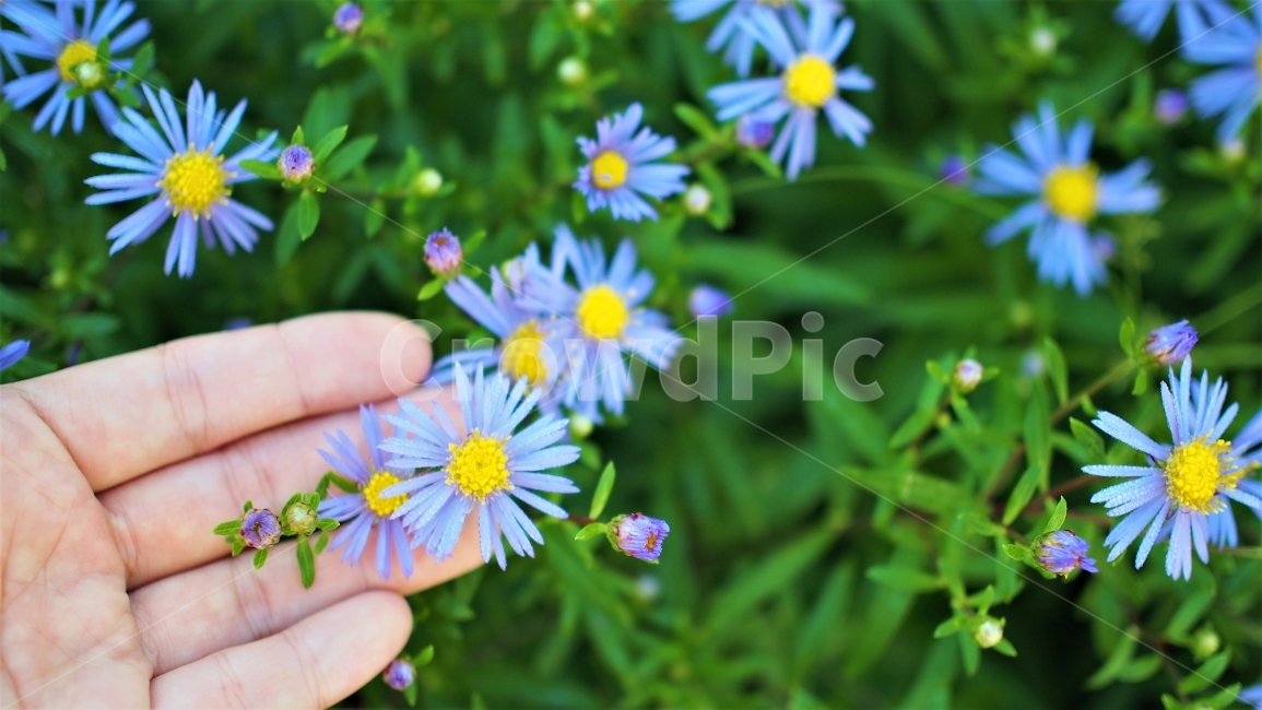 야생화,벌개미취,꽃,꽃잎,봄,여름,식물,꽃밭,색감,보라색,하늘색,vivid,purple,flower,garden,petal,감성,손길,wildflower,쑥부쟁이,식물,자연,plants,nature,꽃,flower,사람,인물,인간,human,person,신체일부,몸,body,감성,sensible,feeling