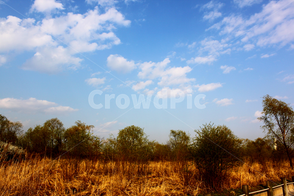 가을,하늘,구름,풍경,공원,가을,계절,fall,autumn,season,자연,풍경,nature,landscape,outdoors,옥외,grass,잔디,plant,식물