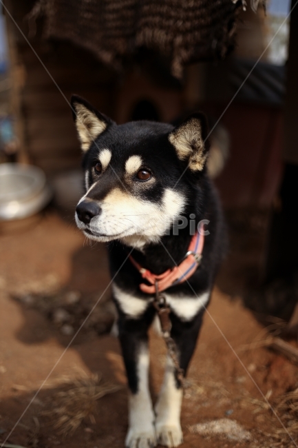 강아지,개,믹스,믹스견,시골개,잡종,동물,animal,포유류,mammal,개,강아지,dog,doggy