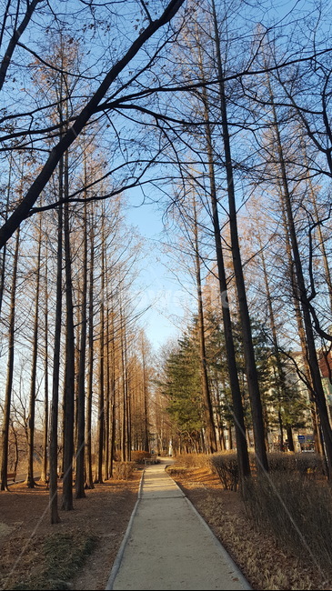 숲,산책,힐링,싱그러운,햇살,자연,가을,계절,fall,autumn,season,자연,풍경,nature,landscape,tree,나무,plant,식물