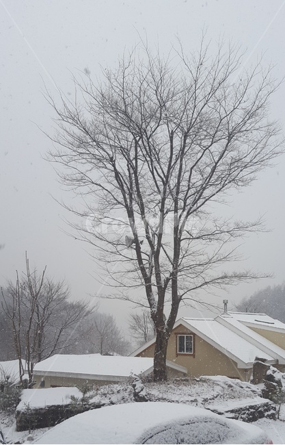 눈,설경,소나무,겨울,snow,winter,falling,겨울,계절,winter,season,자연,풍경,nature,landscape,outdoors,옥외,blizzard,눈보라,storm,폭풍