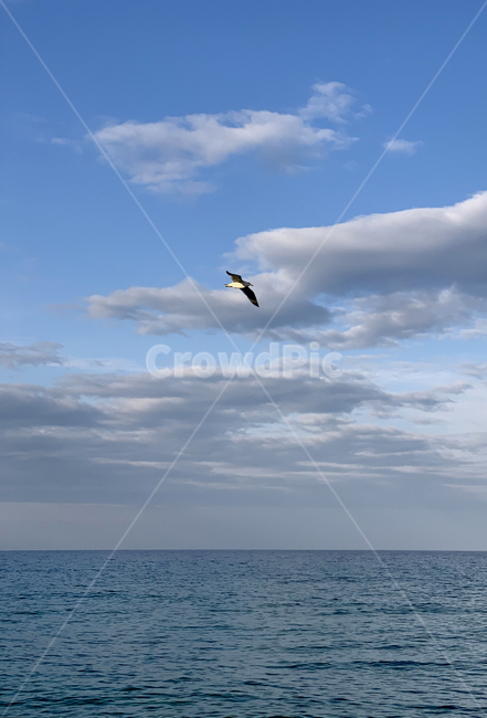 bird,새,animal,동물,sky,하늘,갈매기,gull,seagull,날다,fly,바다,sea,물,water