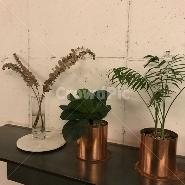 화분,식물,인테리어,카페,선반,plant,interior,감성,식물,자연,plants,nature,실내용화초,화분,화초,house plant,인테리어,실내디자인,interior design