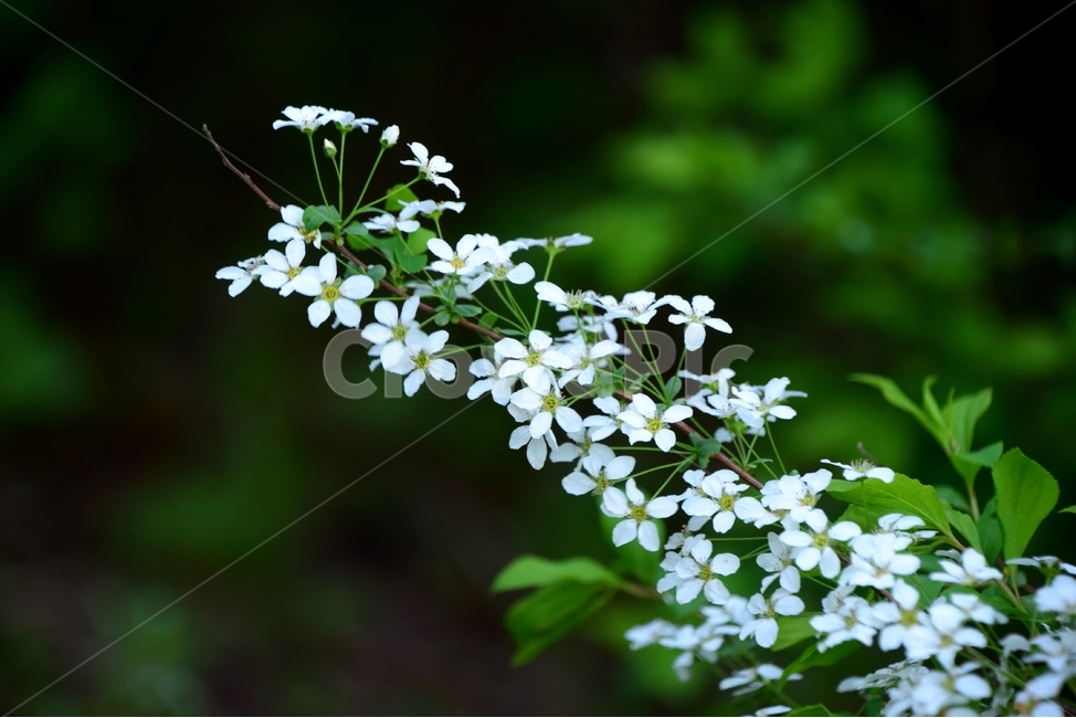 조팝나무꽃,밥티꽃,조팝꽃,봄꽃,하얀꽃,봄,계절,spring,season,식물,자연,plants,nature,꽃,flower,plant