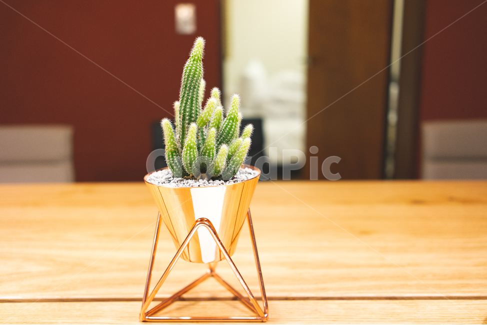 선인장,감성,탁자,아웃포커싱,탁자위선인장,오브젝트,메탈,나무탁자,테이블,식물,자연,plants,nature,실내용화초,화분,화초,house plant,인테리어,실내디자인,interior design