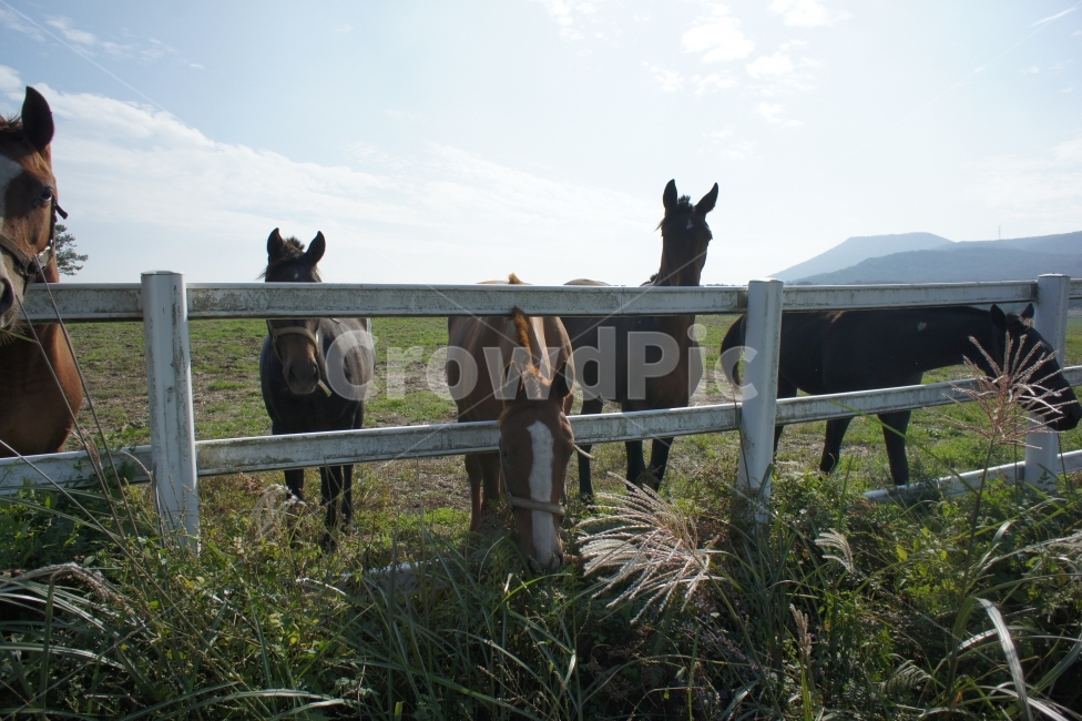 동물,animal,말,horse,풍경,landscape,목장,pasture,여행,travel,제주도,하늘,sky,감성,구름,croud,자연,nature,생동감,fresh,동물,animal,포유류,mammal,산업,industry,industrial,목축업,목장,livestock farming,ranching,pasture