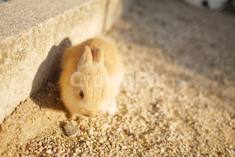 토끼섬,토끼,동물,생물,귀여움,동물,animal,포유류,mammal