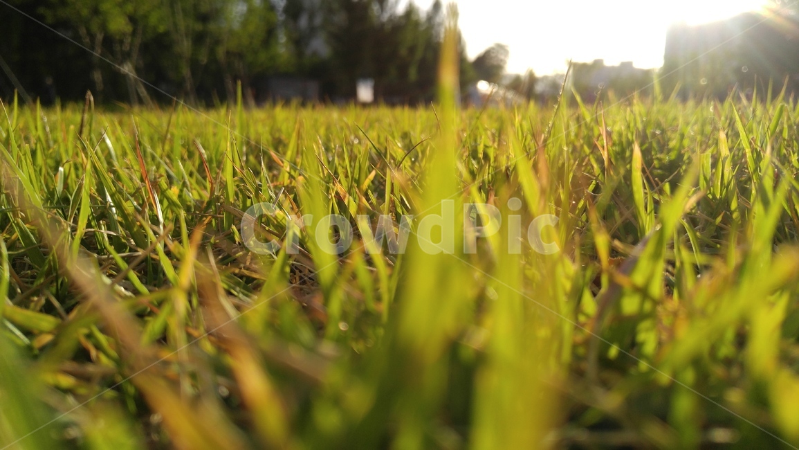 잔디,녹색,연두색,배경,감성,계절,grass,green,background,emotional,season