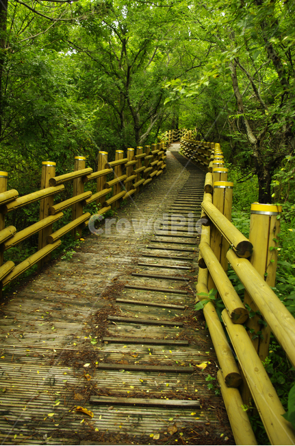길,나무,숲,제주,식물,자연,풍경,nature,landscape,handrail,난간,banister