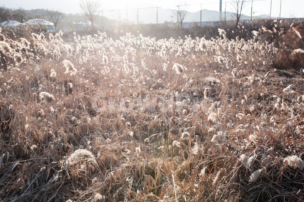 winter,겨울,억새,갈대,빛,식물,자연,plants,nature,감성,sensible,feeling,휴식,힐링,rest,relaxation,healing