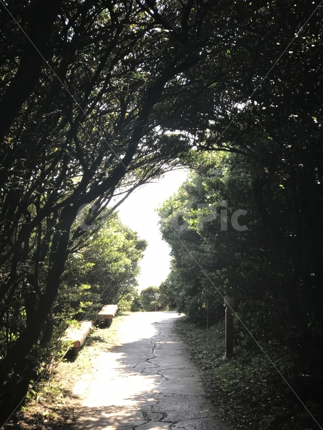 제주도,자연,무보정,숲길,올레길,자연,풍경,nature,landscape,path,통로,outdoors,옥외,walkway,보도