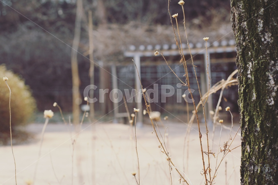 꽃,시들다,나무,길거리,자연,시들은꽃,식물,자연,plants,nature