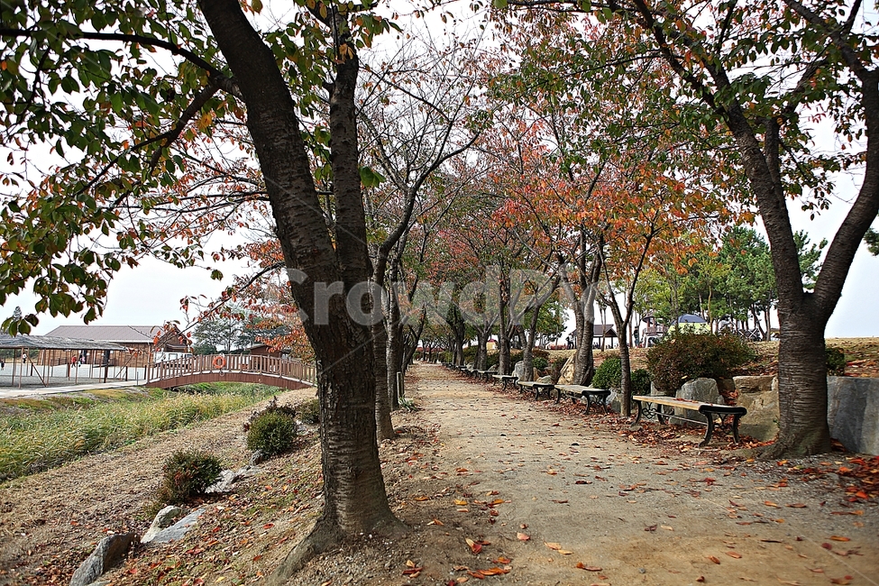 단풍길,길,산책로,단풍,낙엽,나무,식물,자연,풍경,로드,나뭇잎,가을,계절,fall,autumn,season,자연,풍경,nature,landscape,tree,plant,tree trunk,나무 줄기